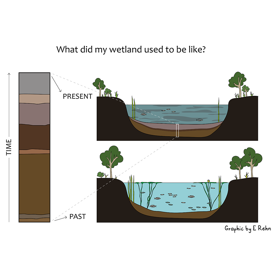 An infographic showing the past and present conditions of a wetland and a sediment core showing the changes through time